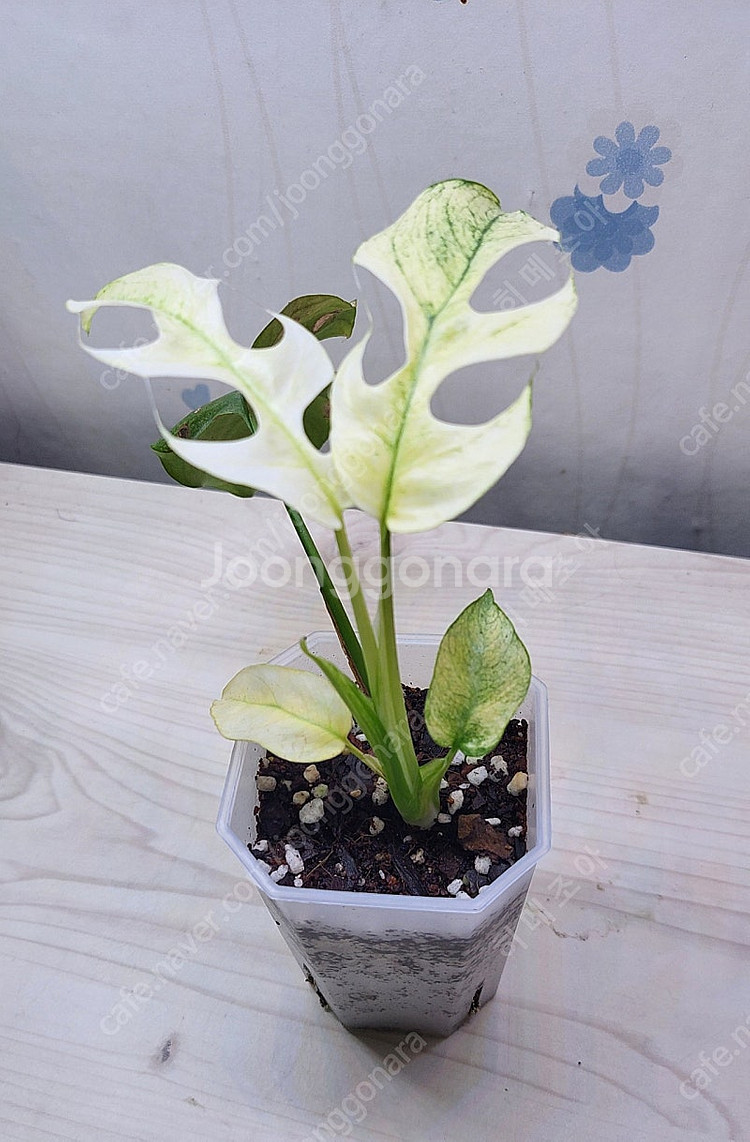 무늬히메,화이트민트히메,풀민트히메,트루비스킨,에피민트 등 여러 희귀식물 분양해요--5